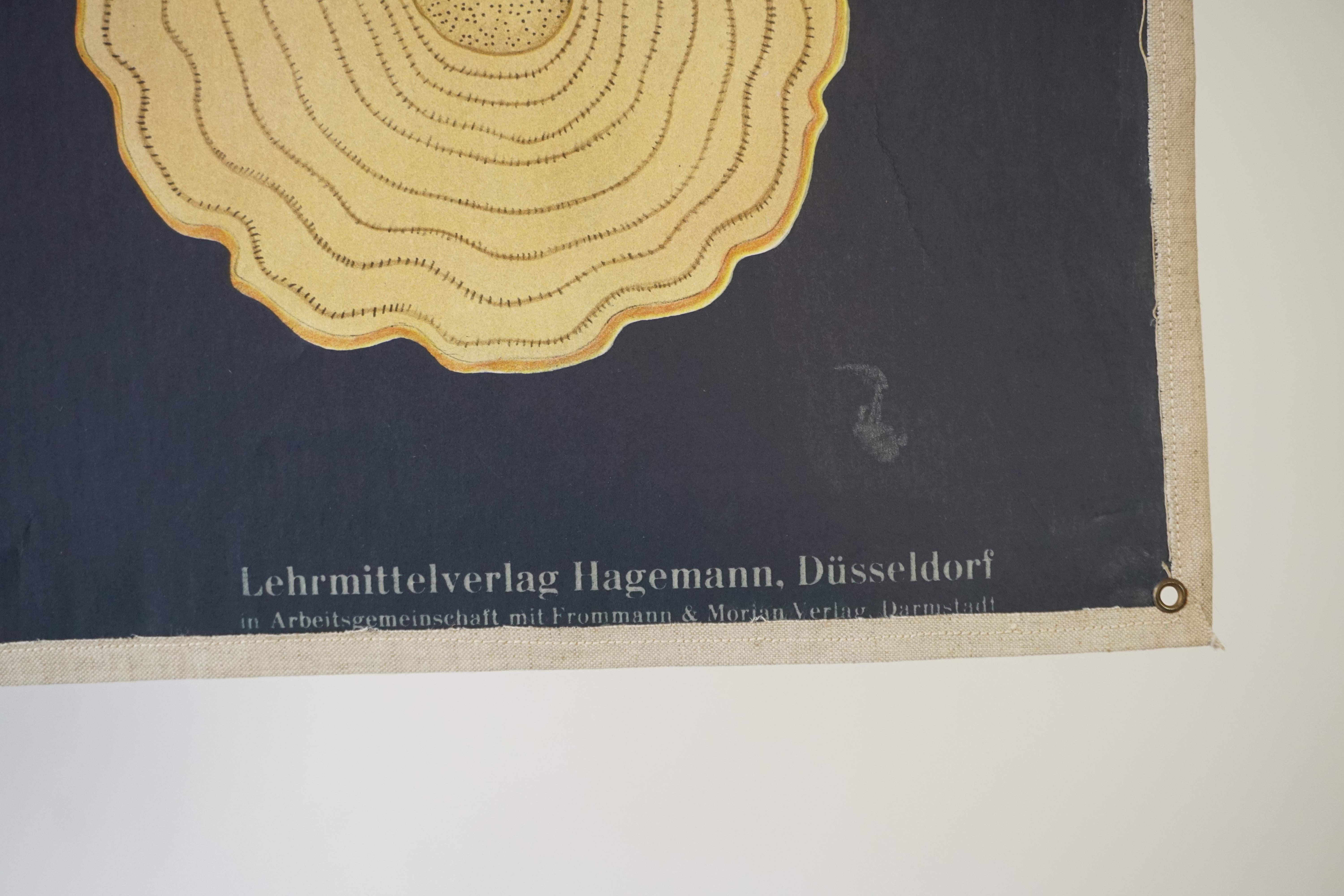 Vintage Botanical West German Biology Print Chart by Hagemann, Germany, 1960s 4