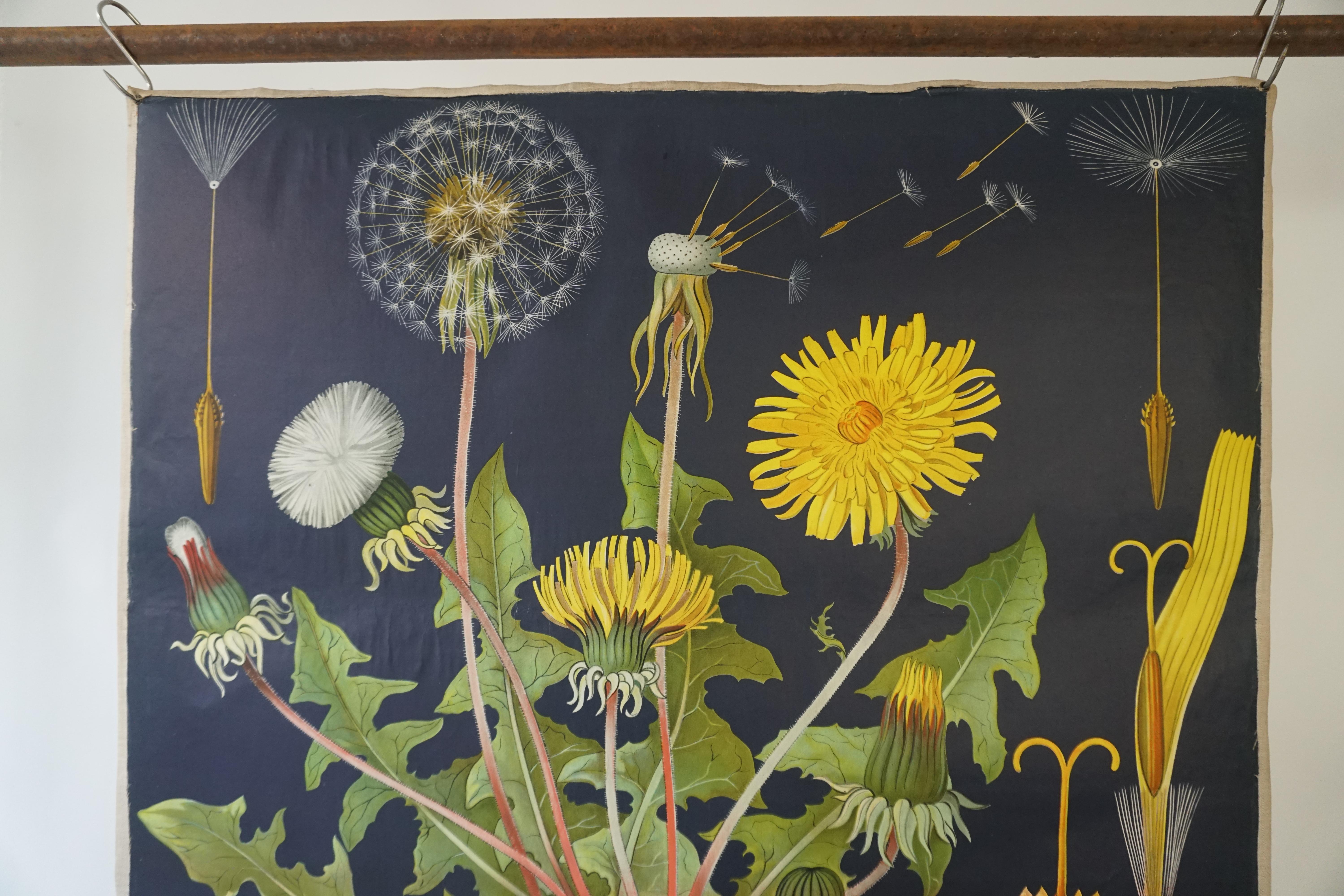 1960s canvas wall school chart, Pull down chart with beautiful illustration of a flower. It shows the details of the flower Taraxacum on a black background. This pull down map with a flower theme is printed on paper and backed with canvas. Published