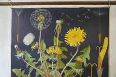 Vintage Botanical West German Biology Print Chart by Hagemann, Germany, 1960s
