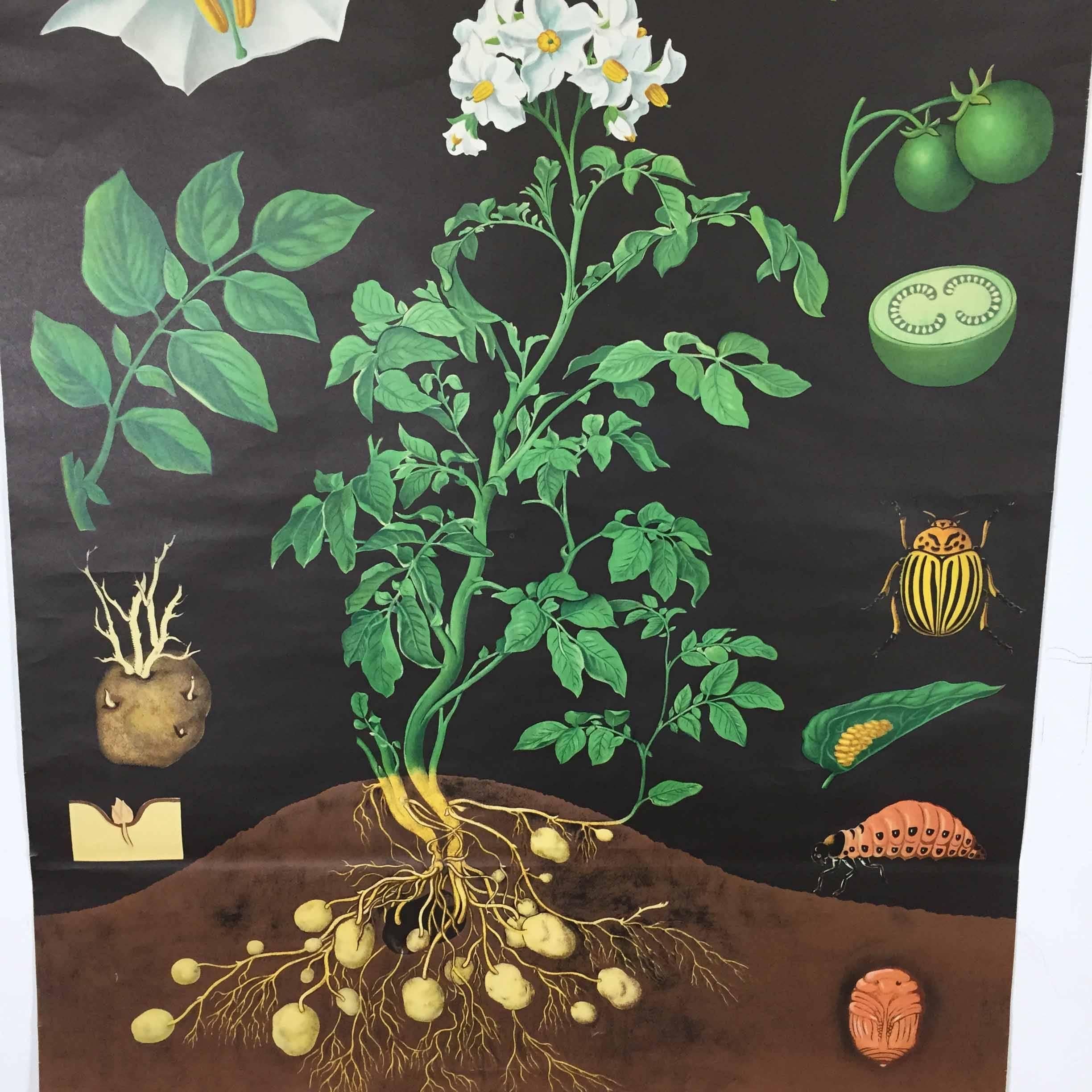 Tedesco Grafico botanico d'epoca con stampa di biologia della Germania occidentale di Hagemann, Germania, anni '60 in vendita
