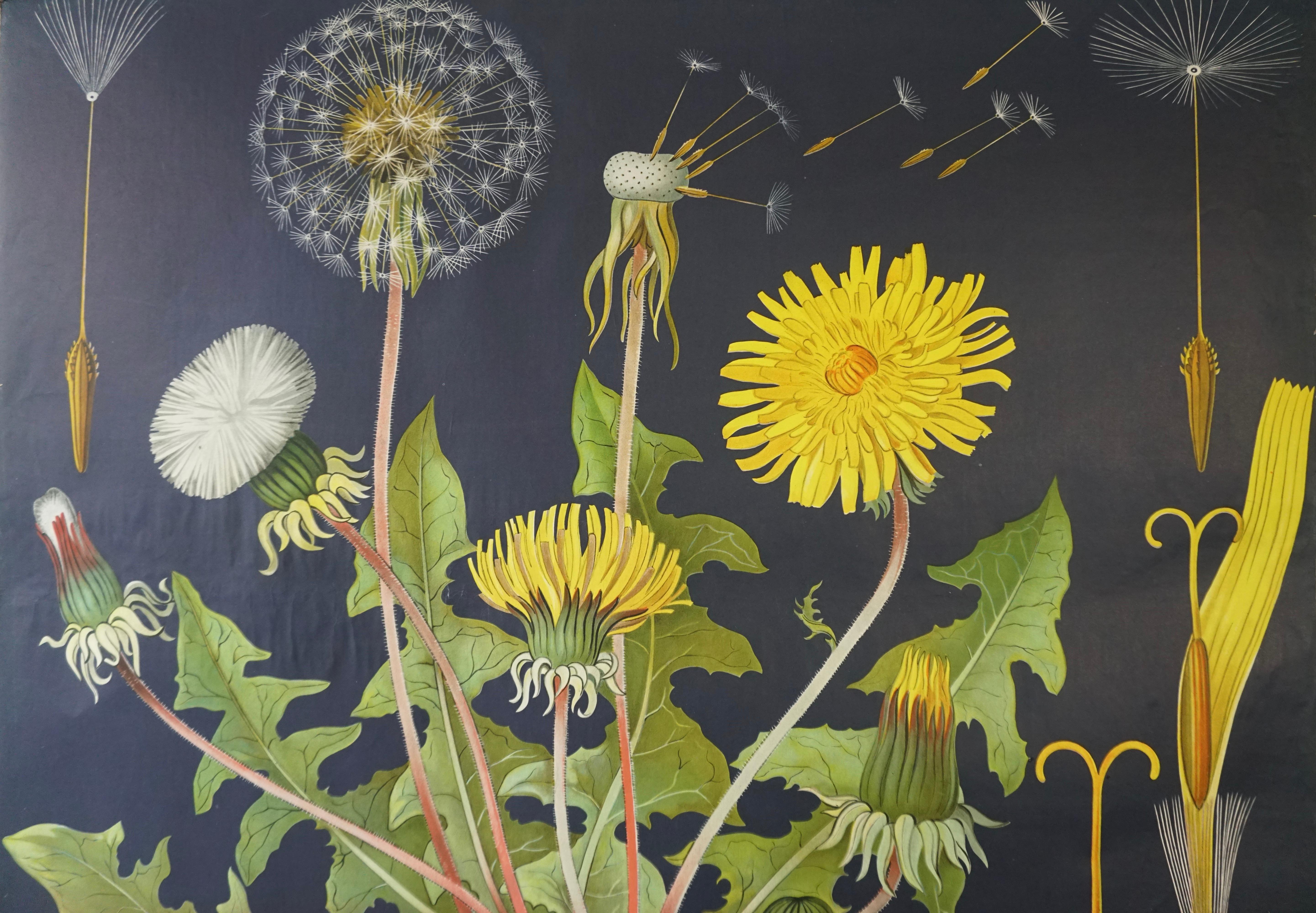 20th Century Vintage Botanical West German Biology Print Chart by Hagemann, Germany, 1960s