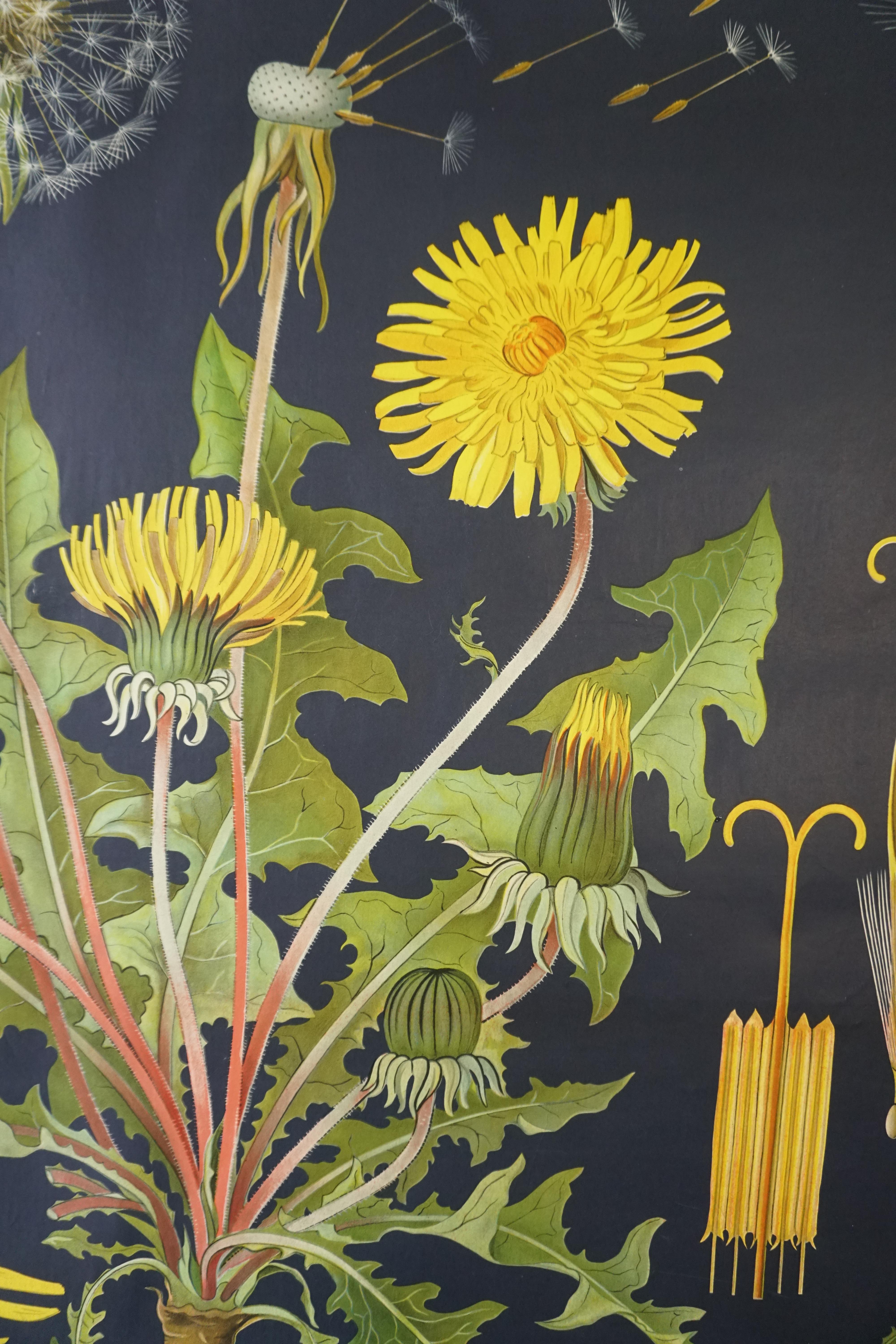 Vintage Botanical West German Biology Print Chart by Hagemann, Germany, 1960s 1