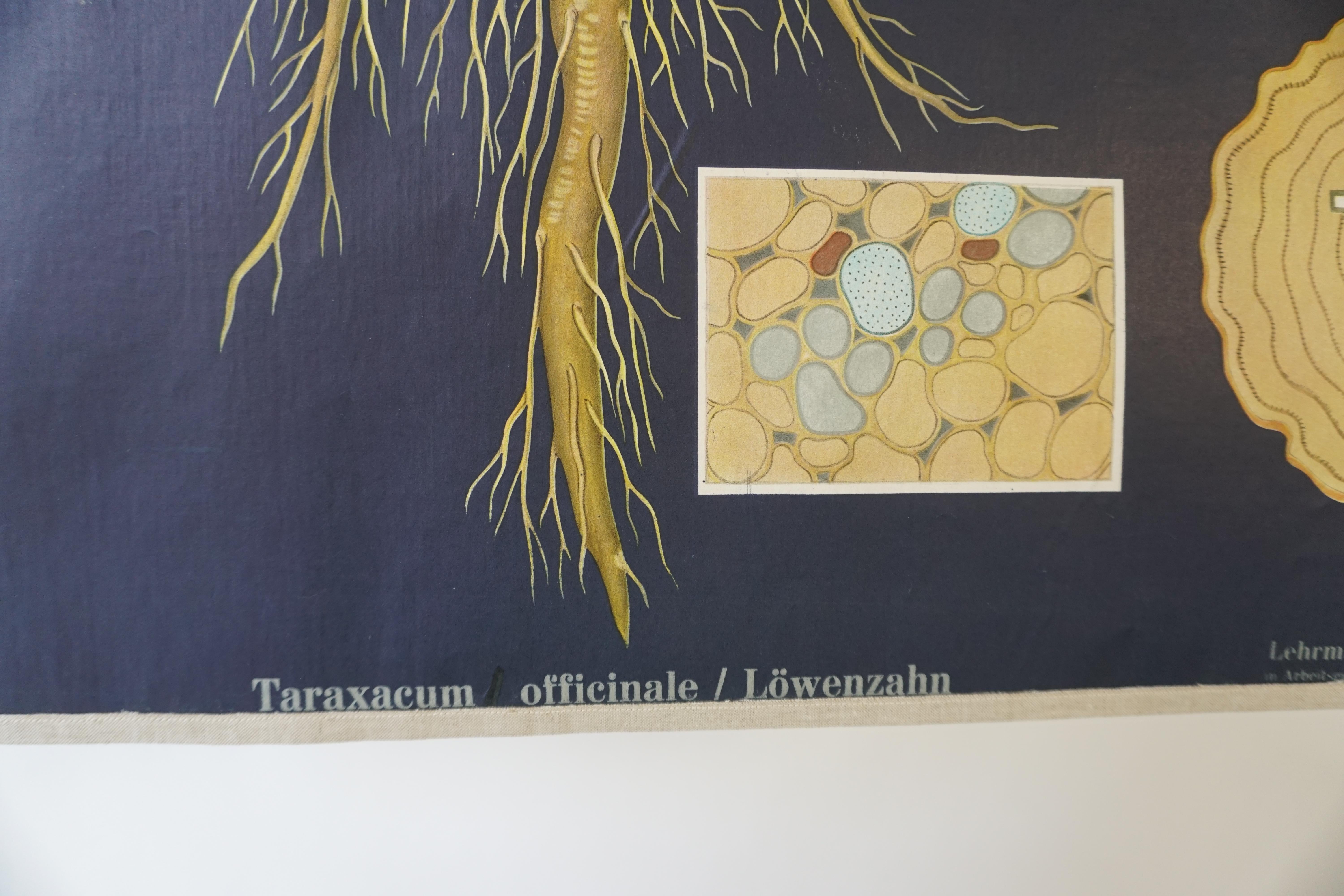 Vintage Botanical West German Biology Print Chart by Hagemann, Germany, 1960s 3