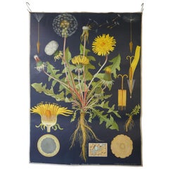 Tableau botanique ouest-allemand vintage imprimé de biologie par Hagemann:: Allemagne:: années 60
