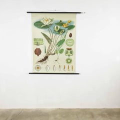 Vintage Botanical West German Biology Print "Rose" by Hagemann, Germany 1964