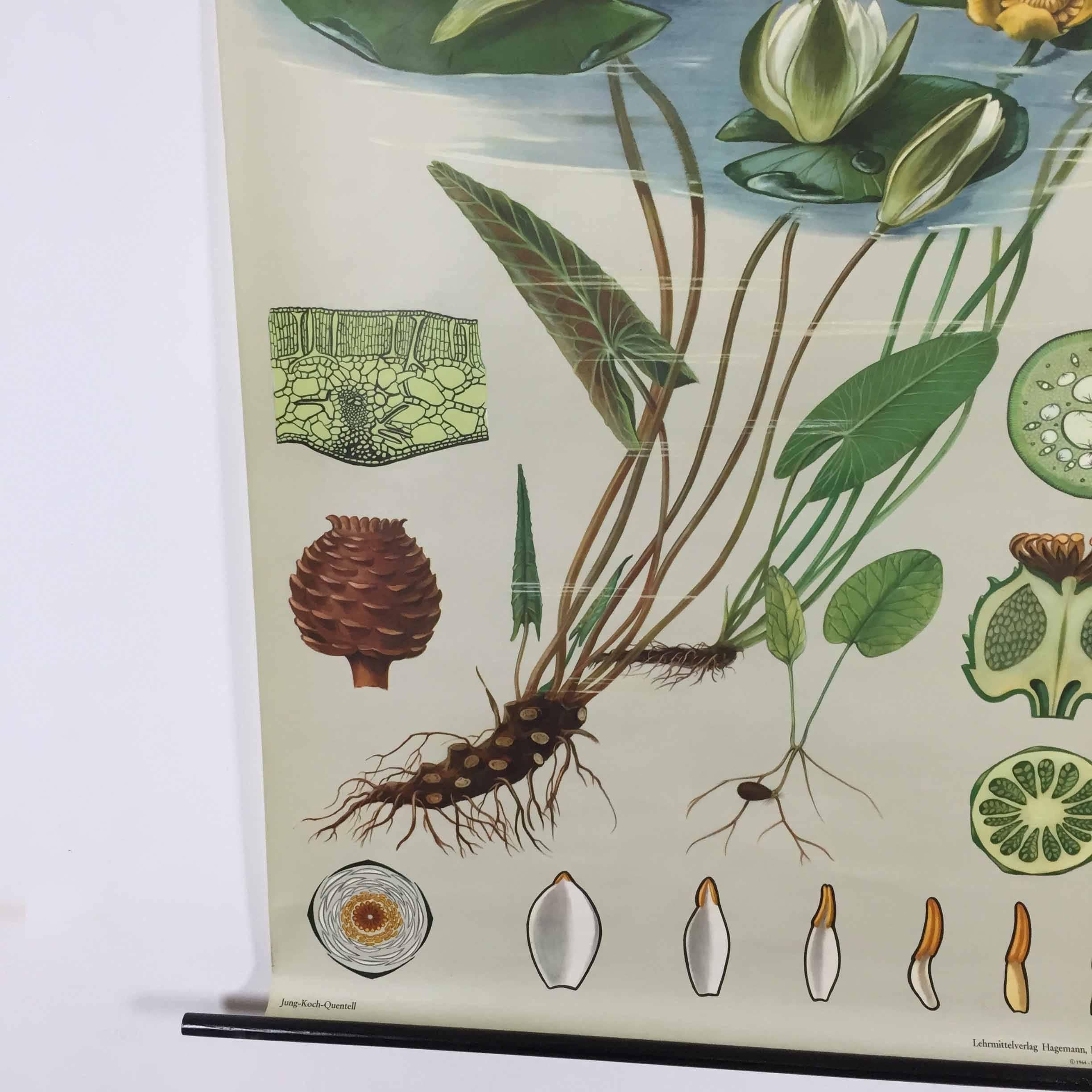 Mid-Century Modern Vintage Botanical West German Biology Print 