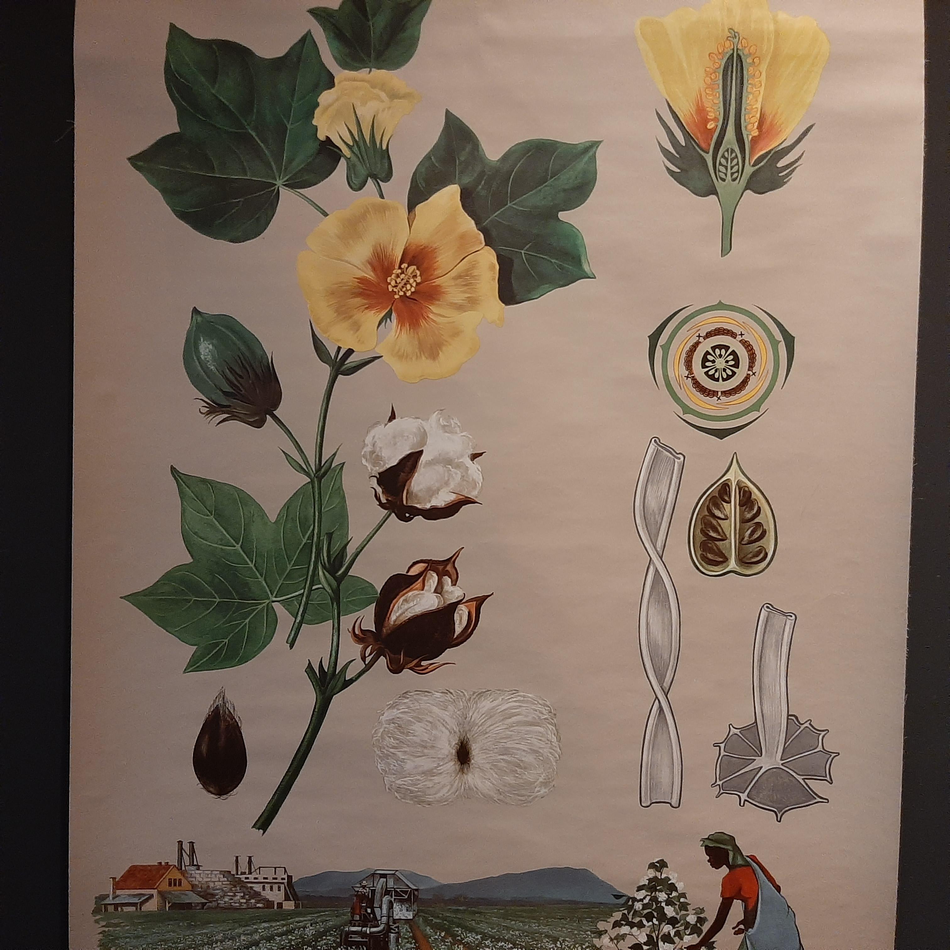 Die alte Botanik-Wandtafel einer Baumwollpflanze und des Baumwollanbaus von Jung, Koch und Quentell, die um 1960 veröffentlicht wurde, ist ein hervorragendes Beispiel für Lehrtafeln, die Mitte des 20. Jahrhunderts zu Unterrichtszwecken verwendet