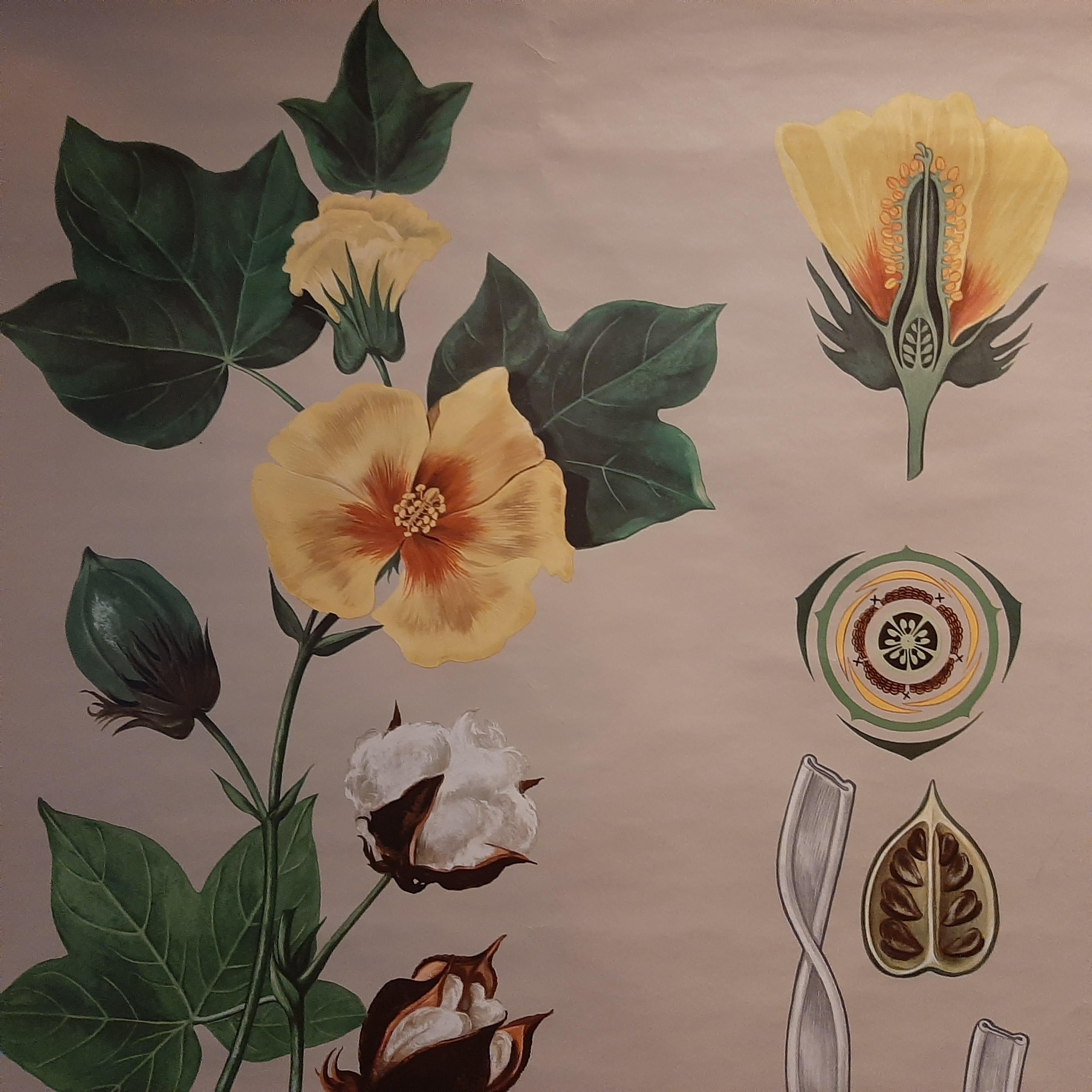 Tableau mural vintage de botanique d'un plant de coton et de la culture du coton, circa 1960 Bon état - En vente à Langweer, NL