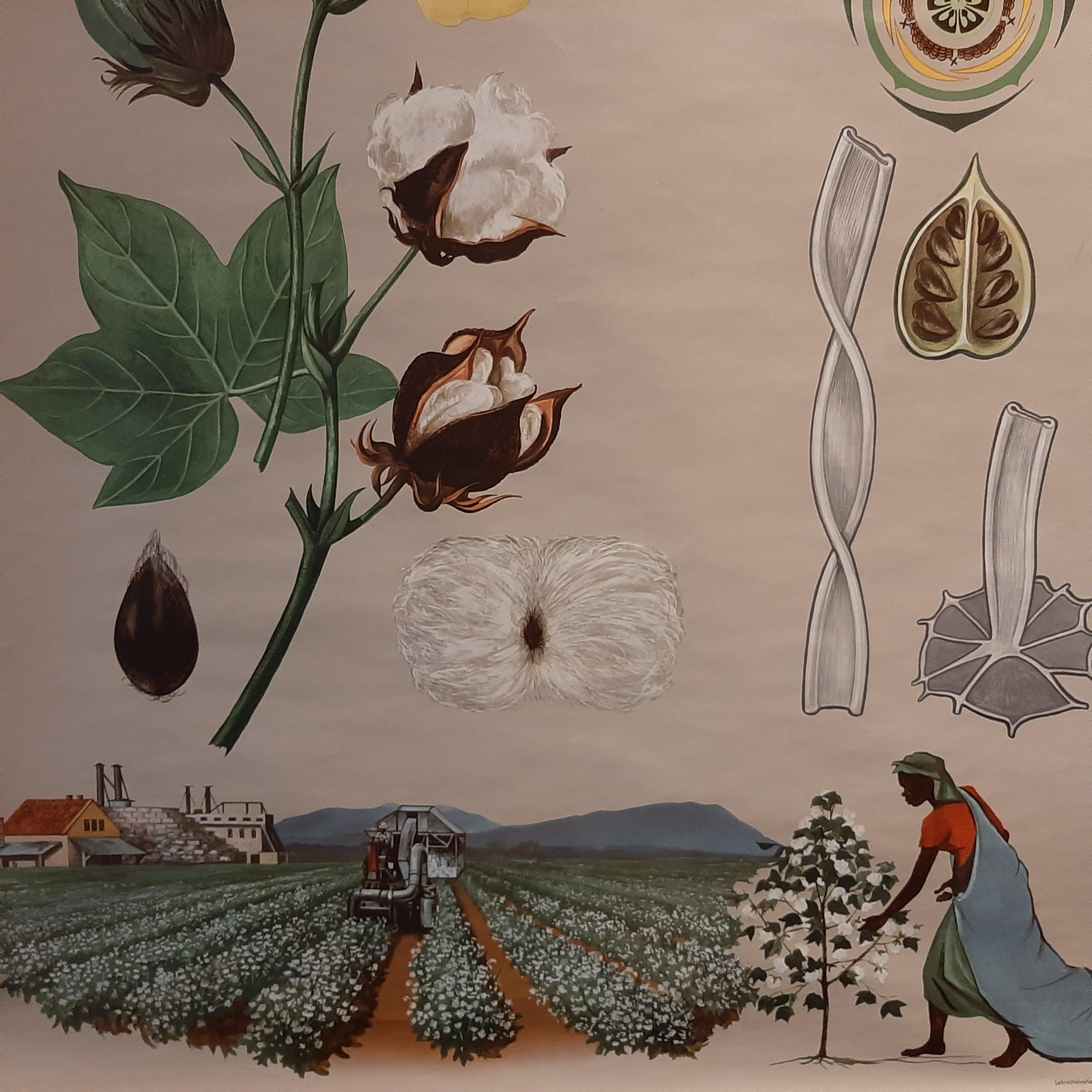 Vintage Botany Wall Chart of a Cotton Plant and Cotton Cultivation, circa 1960 In Good Condition For Sale In Langweer, NL