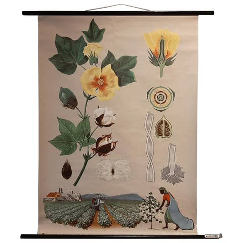 Vintage Botany Wall Chart of a Cotton Plant and Cotton Cultivation, circa 1960
