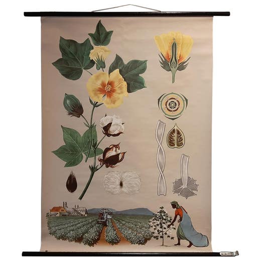Vintage Botany Wall Chart of a Cotton Plant and Cotton Cultivation, circa 1960
