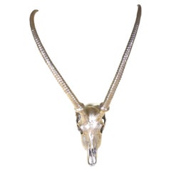 Vintage Brass Antelope Horns Sculpture 