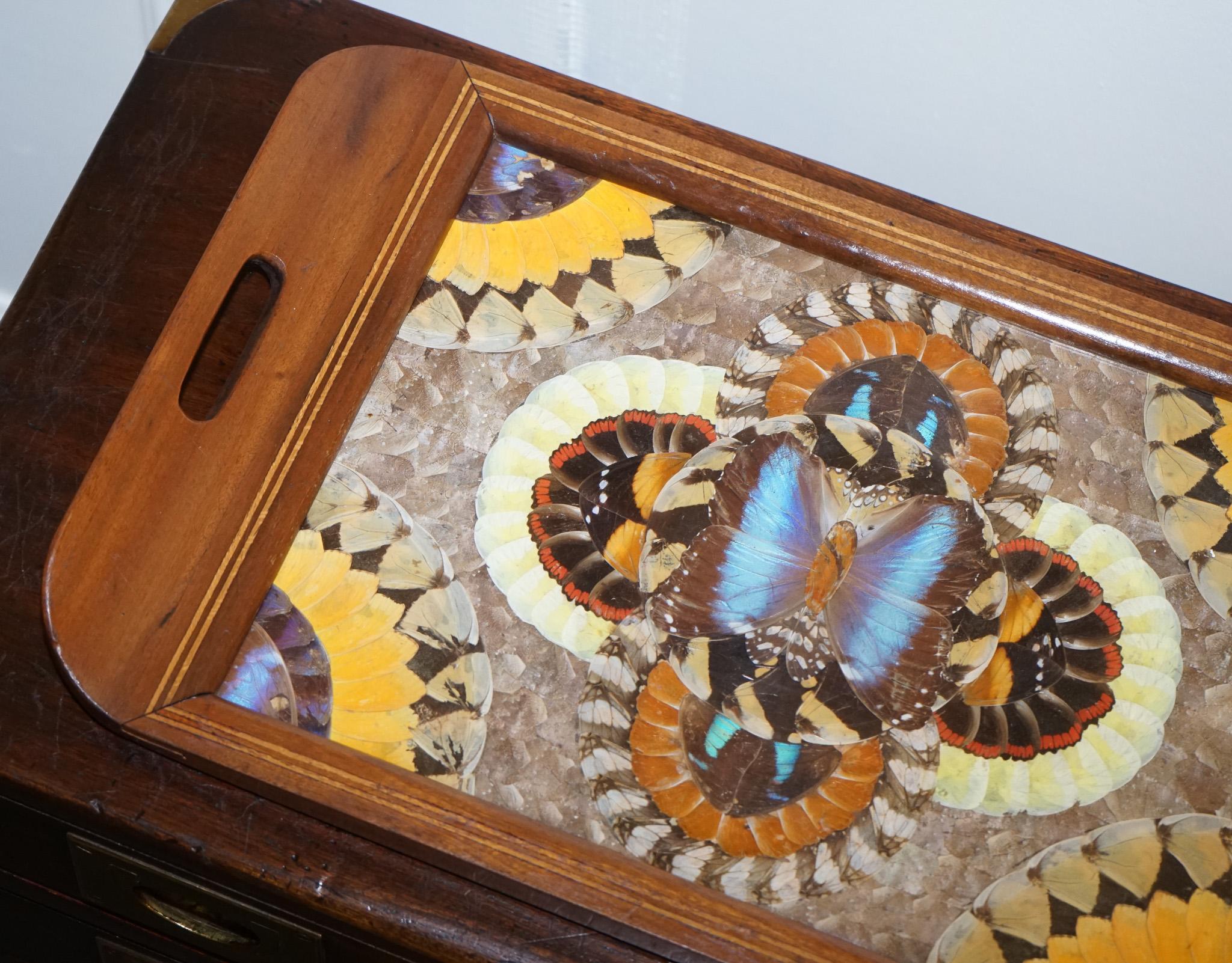 Plateau brésilien vintage en bois incrusté avec de véritables ailes de papillon Morpho Bon état - En vente à Pulborough, GB