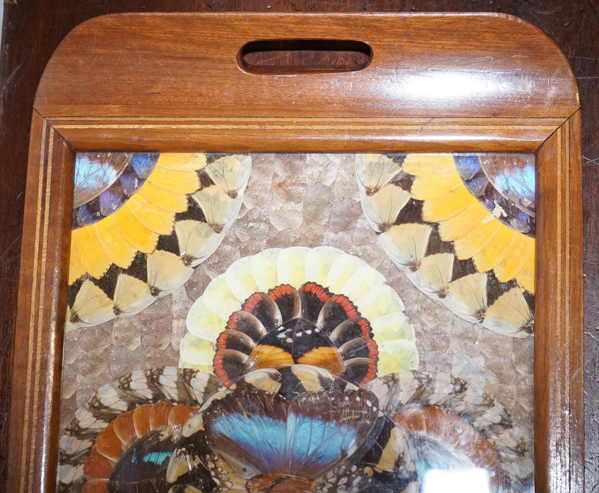Plateau brésilien vintage en bois incrusté avec de véritables ailes de papillon Morpho en vente 1