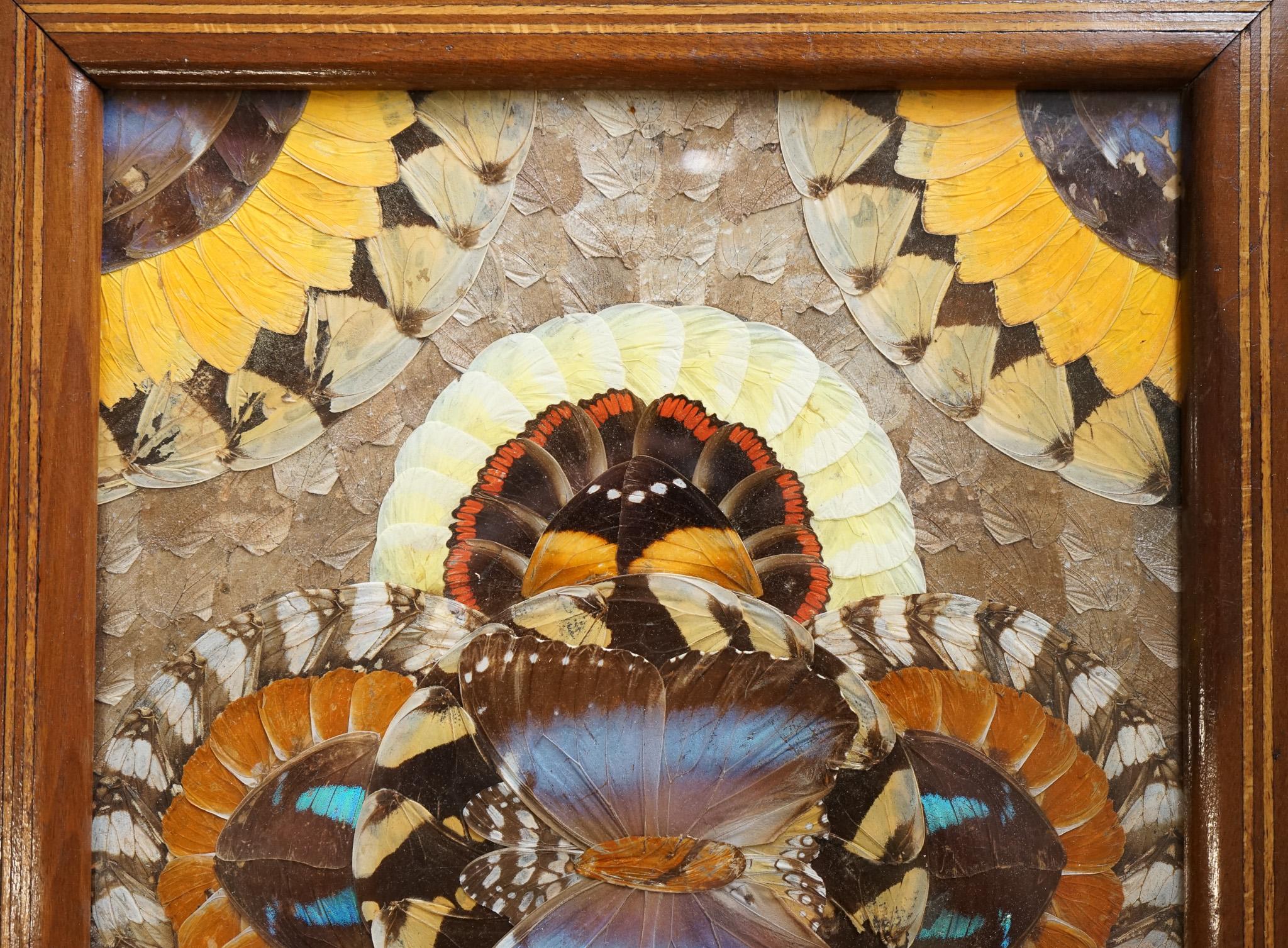 Plateau brésilien vintage en bois incrusté avec de véritables ailes de papillon Morpho en vente 2