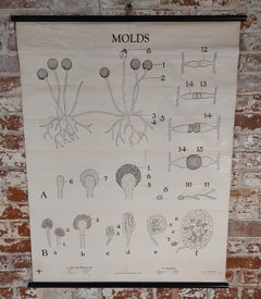 Vintage Bread Mold Biological Chart
