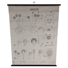 Vintage Bread Mold Biological Chart