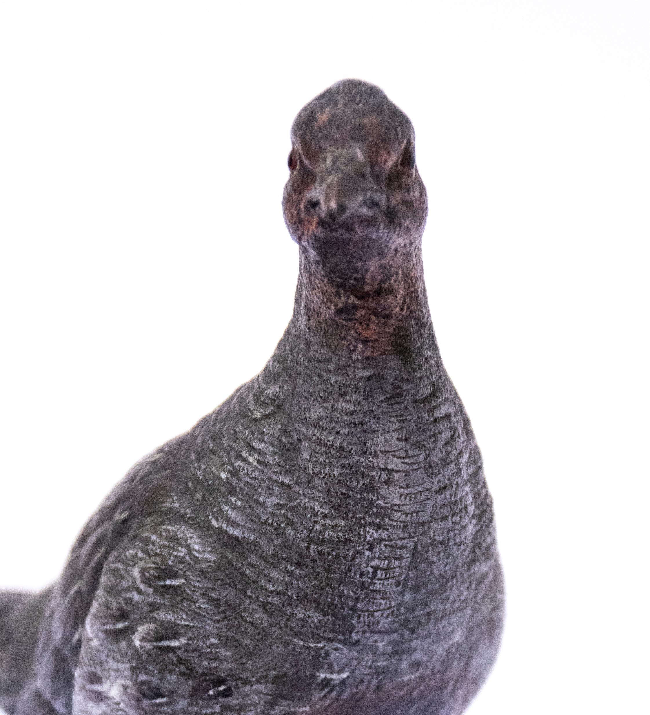 Vintage Bronze Pigeon Sculpture, France, 1950s In Good Condition For Sale In Roma, IT