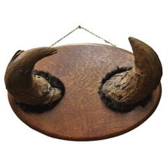 Antique Buffalo Horns on Oak Wood Wall Plaque Taxidermy Cabin Decor
