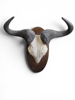 Vintage Cape Buffalo (Syncerus caffer) European Skull Mount on Wooden Plaque