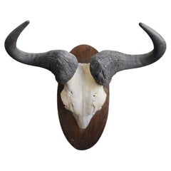Vintage Cape Buffalo (Syncerus caffer) European Skull Mount on Wooden Plaque