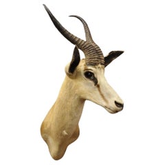 Vintage Cape Springbok Shoulder Mount Taxidermy 12" Horn Antlers Wall Decor
