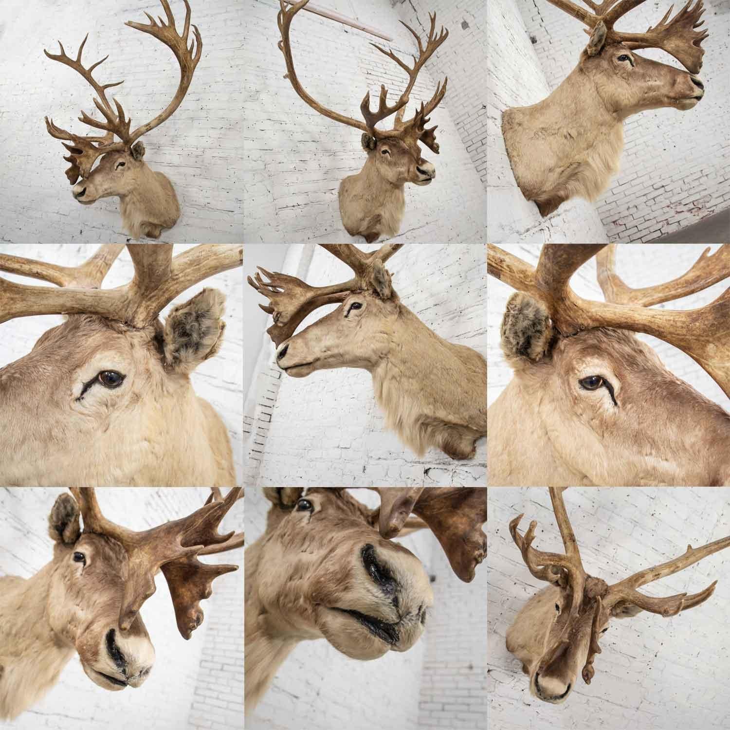 Vintage Caribou Shoulder Taxidermy Mount, 1969 2