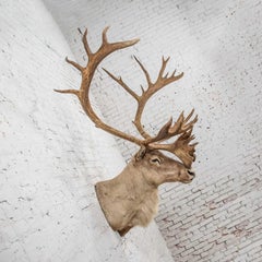 Vintage Caribou Shoulder Taxidermy Mount, 1969