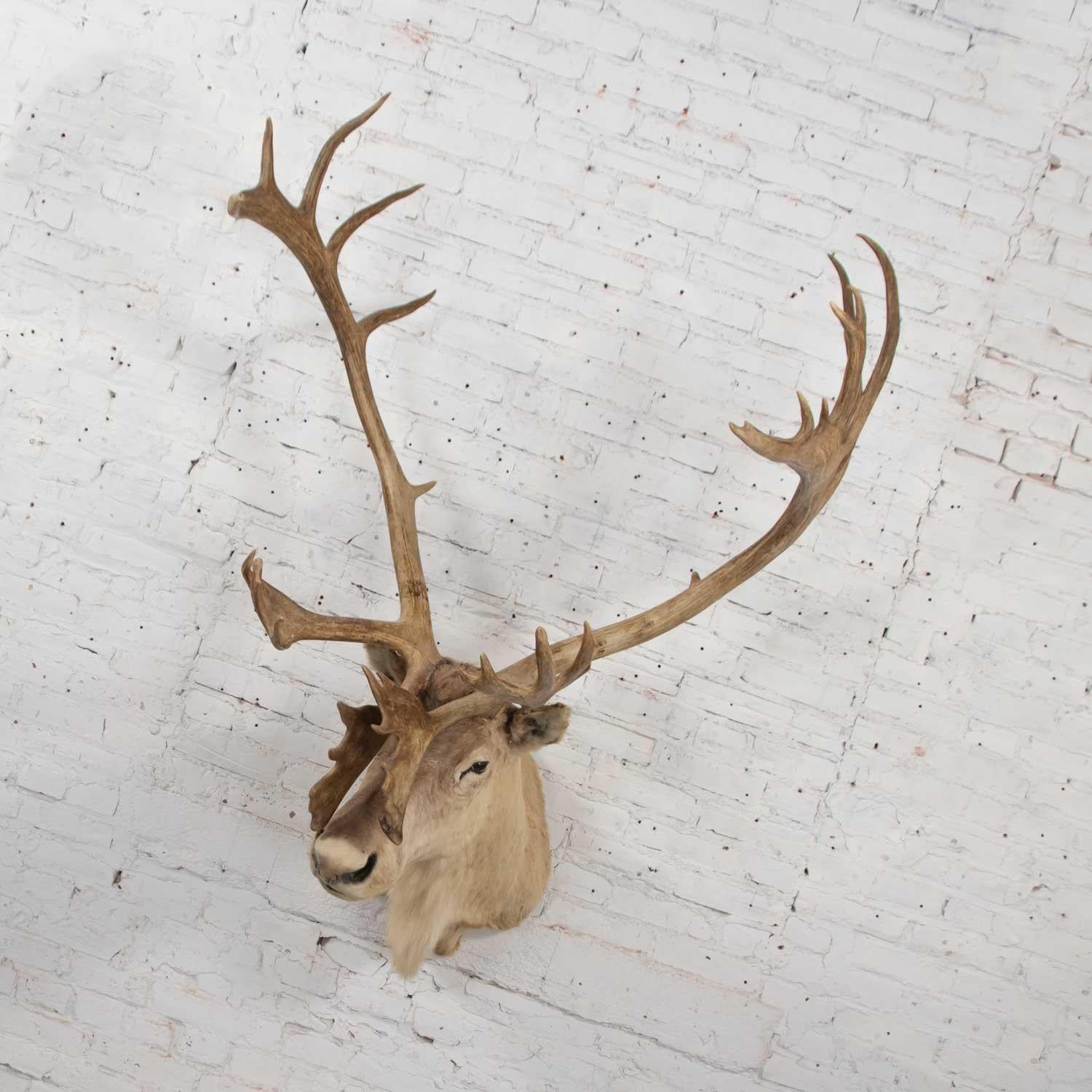 caribou mount for sale