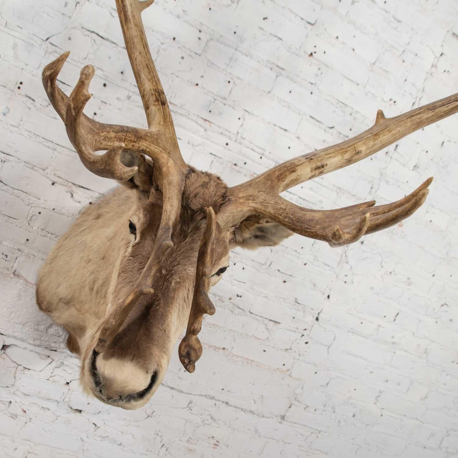 Vintage Caribou Shoulder Taxidermy Mount, 1969 In Good Condition In Topeka, KS