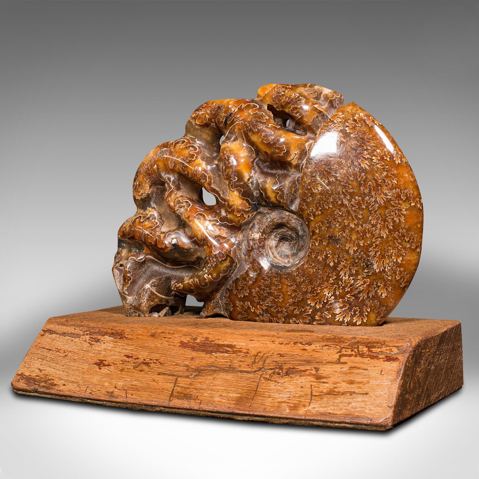 Ammonite décorative africaine sculptée, fossile, exposée, c. 1970 Bon état - En vente à Hele, Devon, GB