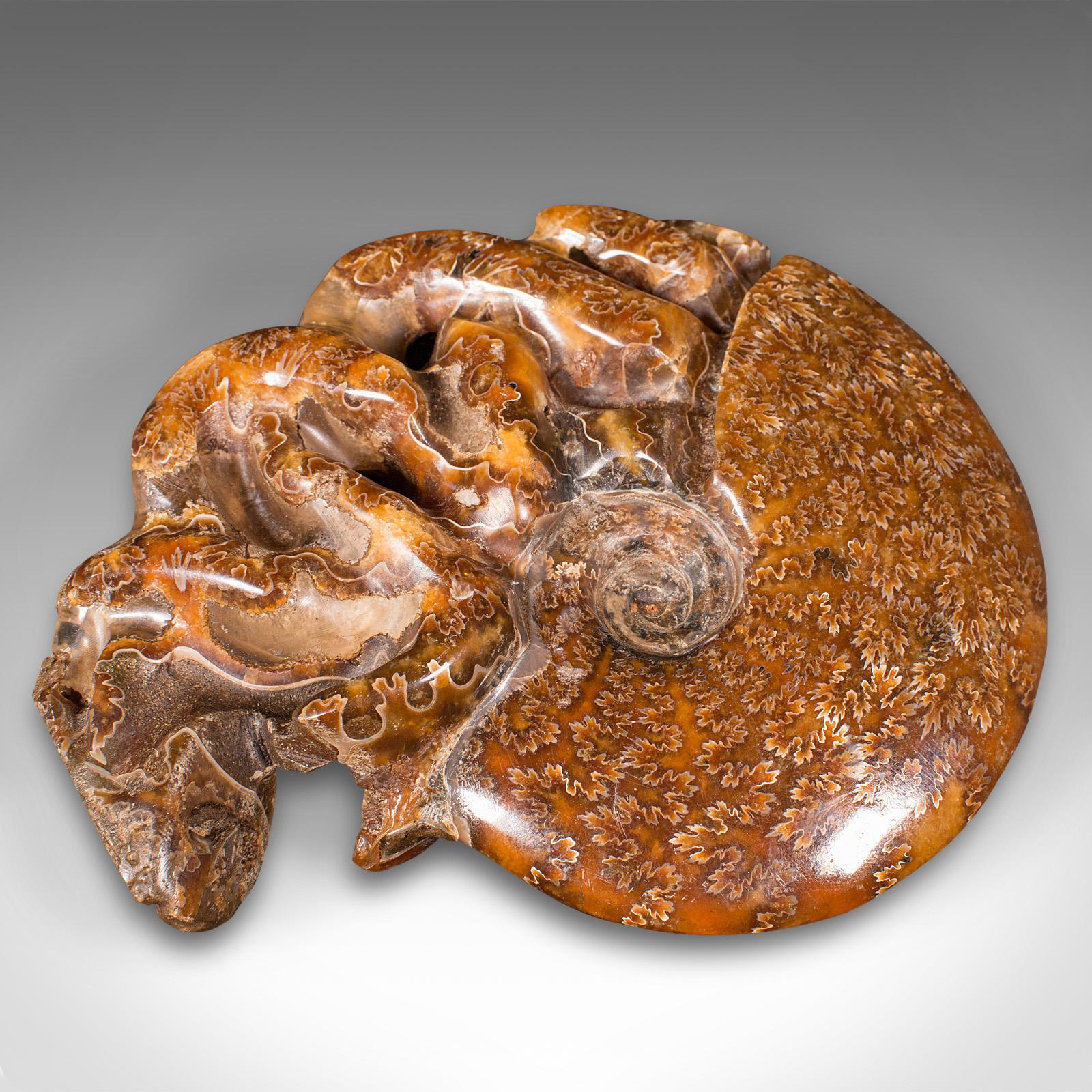 Geschnitztes dekoratives Ammonit-Deko-Objekt, afrikanisch, versteinert, ausgestellt, kretatisch, um 1970 im Angebot 1
