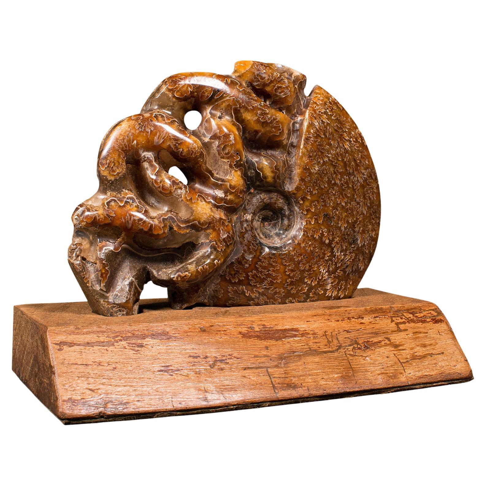 Geschnitztes dekoratives Ammonit-Deko-Objekt, afrikanisch, versteinert, ausgestellt, kretatisch, um 1970