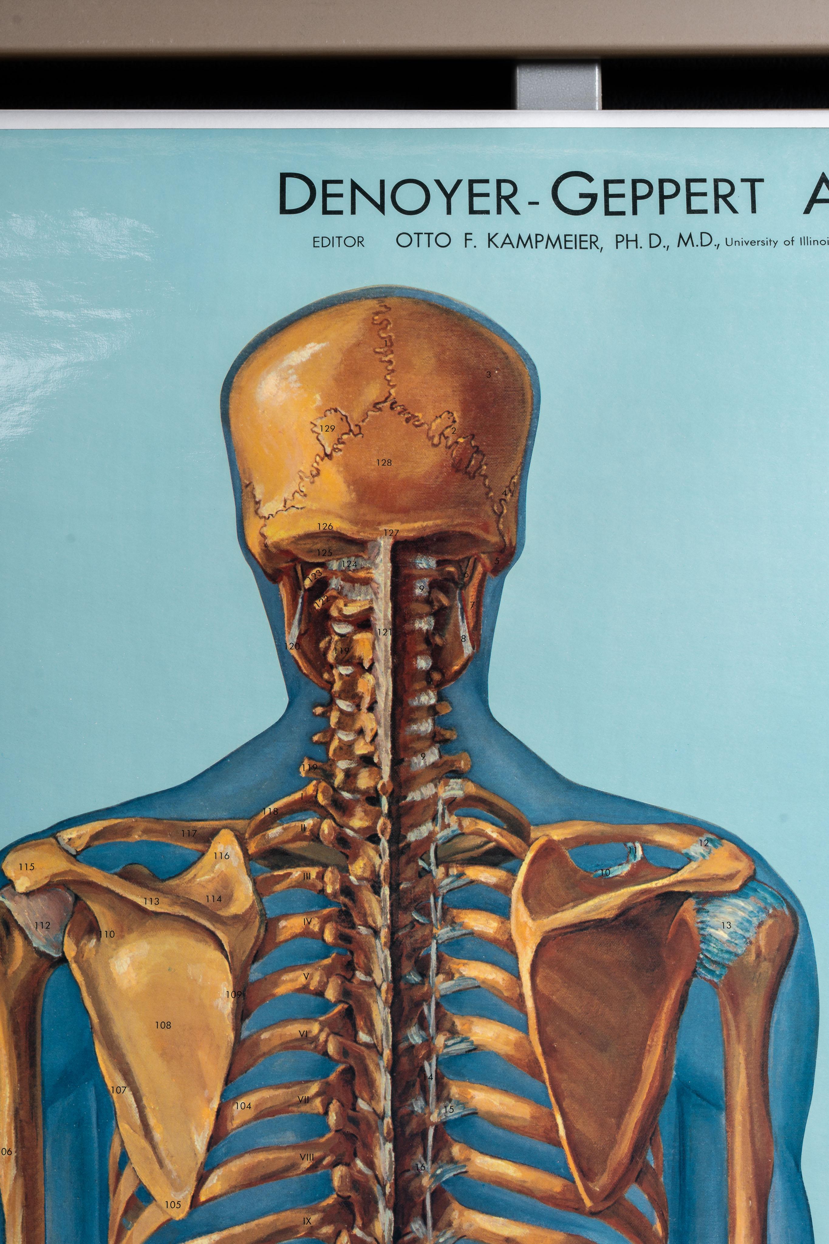 Support à cartes vintage avec quatre cartes d'anatomie Denoyer-Geppert en vente 4