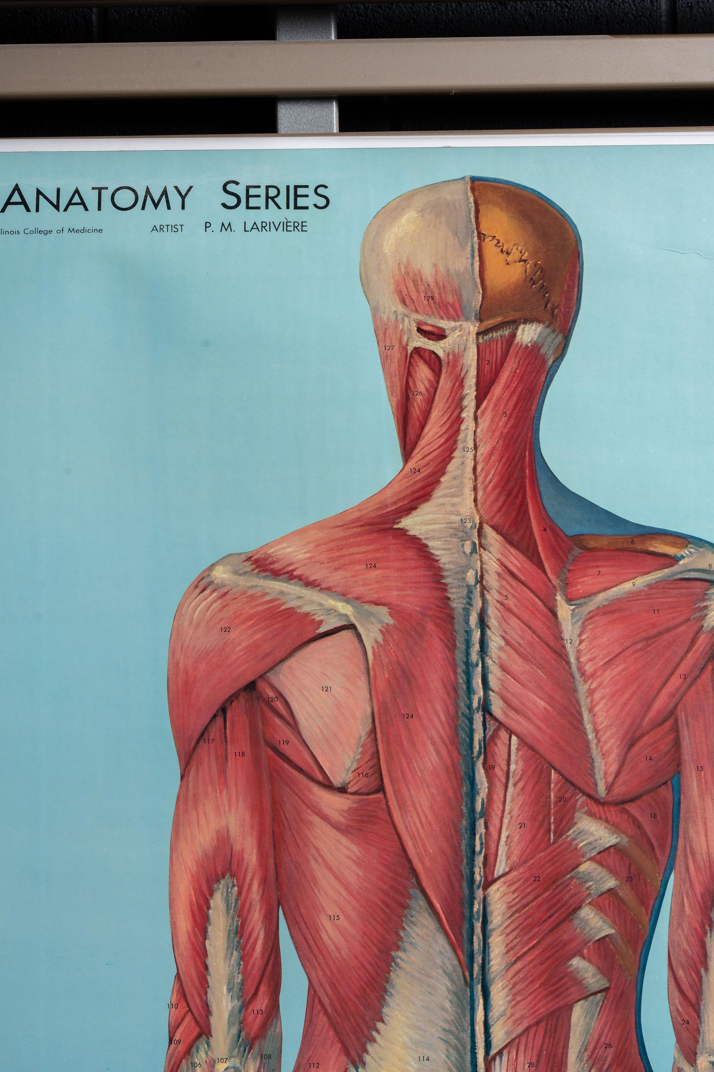 Support à cartes vintage avec quatre cartes d'anatomie Denoyer-Geppert en vente 5