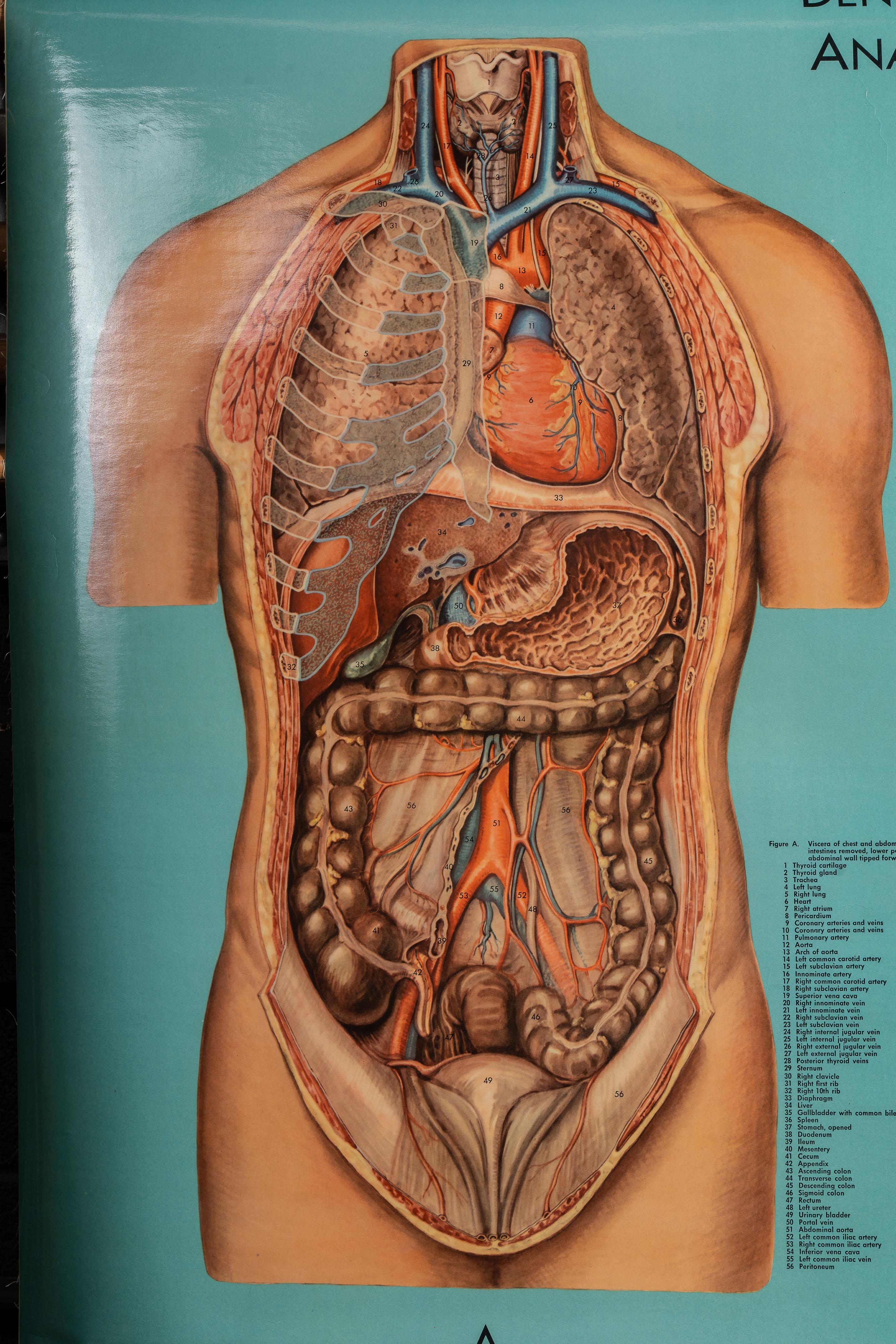 Support à cartes vintage avec quatre cartes d'anatomie Denoyer-Geppert en vente 6