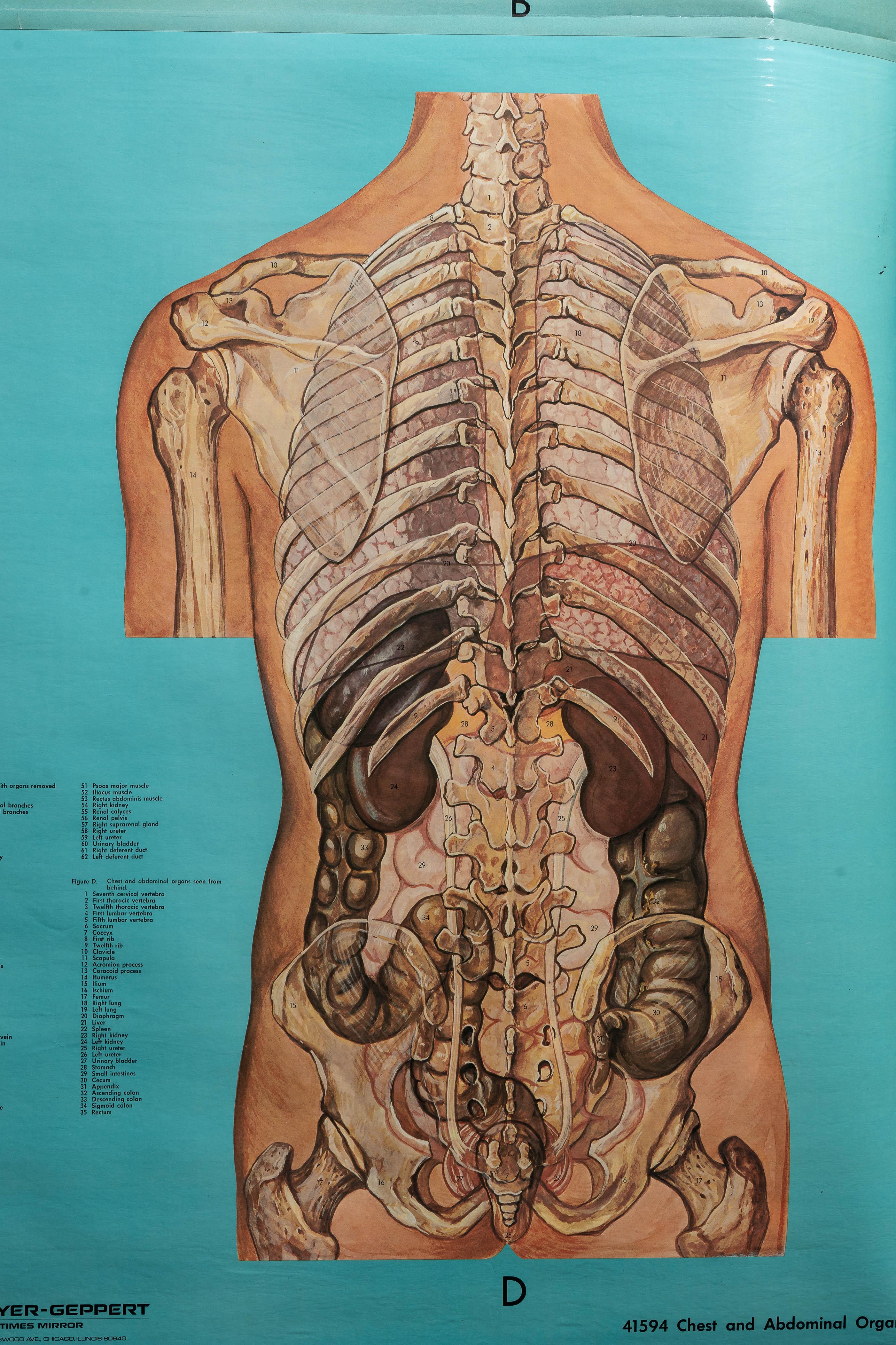 Support à cartes vintage avec quatre cartes d'anatomie Denoyer-Geppert en vente 7
