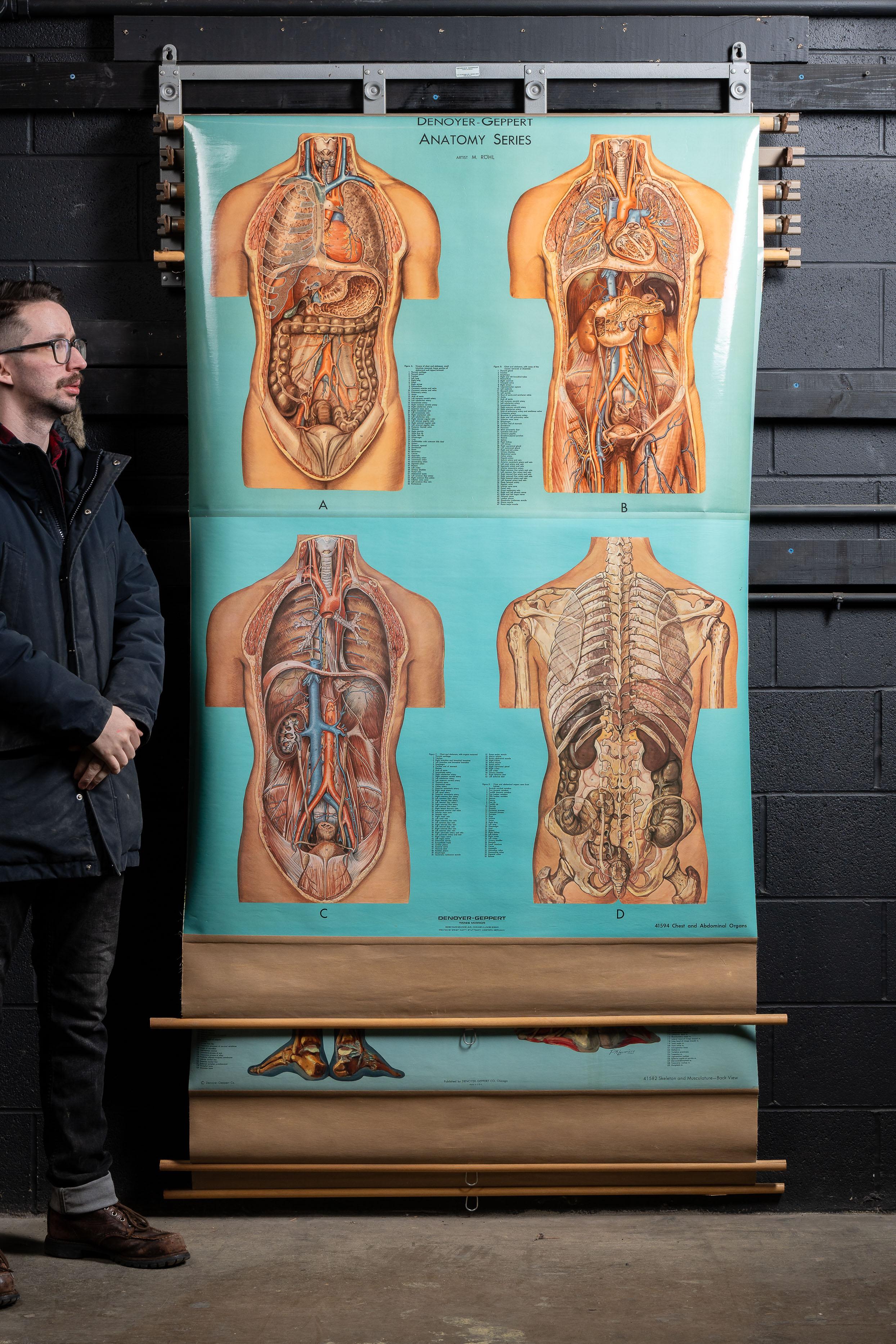 c. années 1960 ; Denoyer-Geppert Co. - Chicago, IL

Porte-cartes vintage en métal avec quatre affiches d'anatomie originales en quadrichromie de Denoyer-Geppert. 

Chacun d'entre eux est dans un état remarquable pour ses 65 ans. La police de