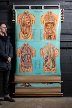 Vintage Chart Rack with Four Denoyer-Geppert Anatomy Charts