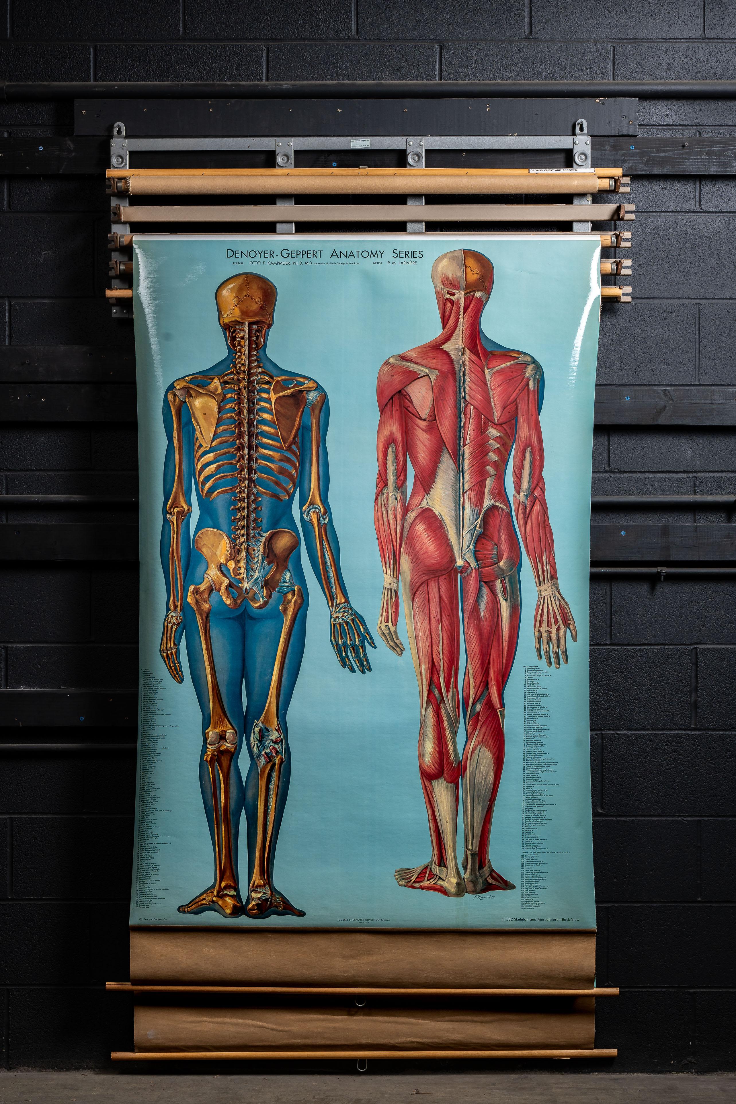 Américain Support à cartes vintage avec quatre cartes d'anatomie Denoyer-Geppert en vente