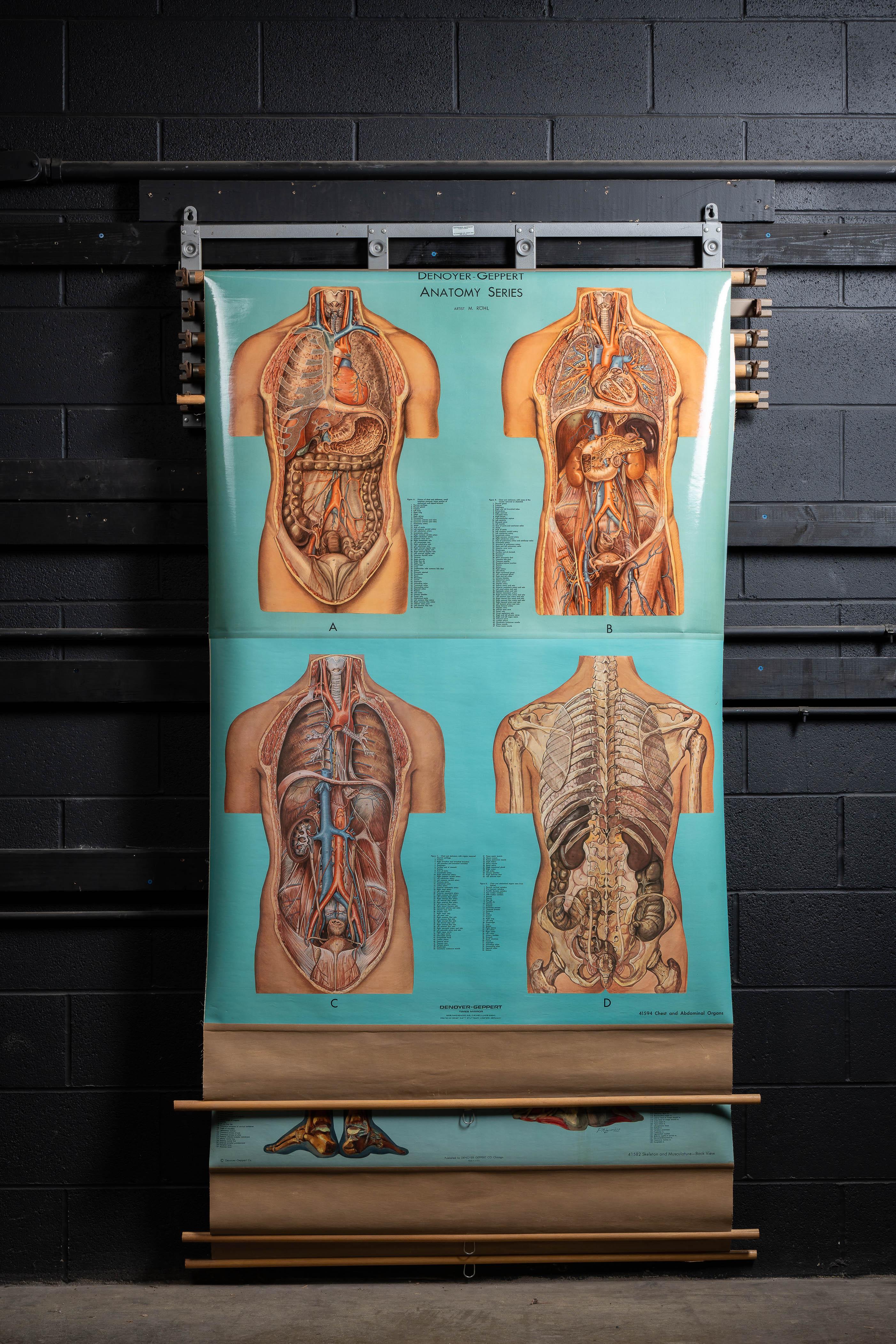 20ième siècle Support à cartes vintage avec quatre cartes d'anatomie Denoyer-Geppert en vente
