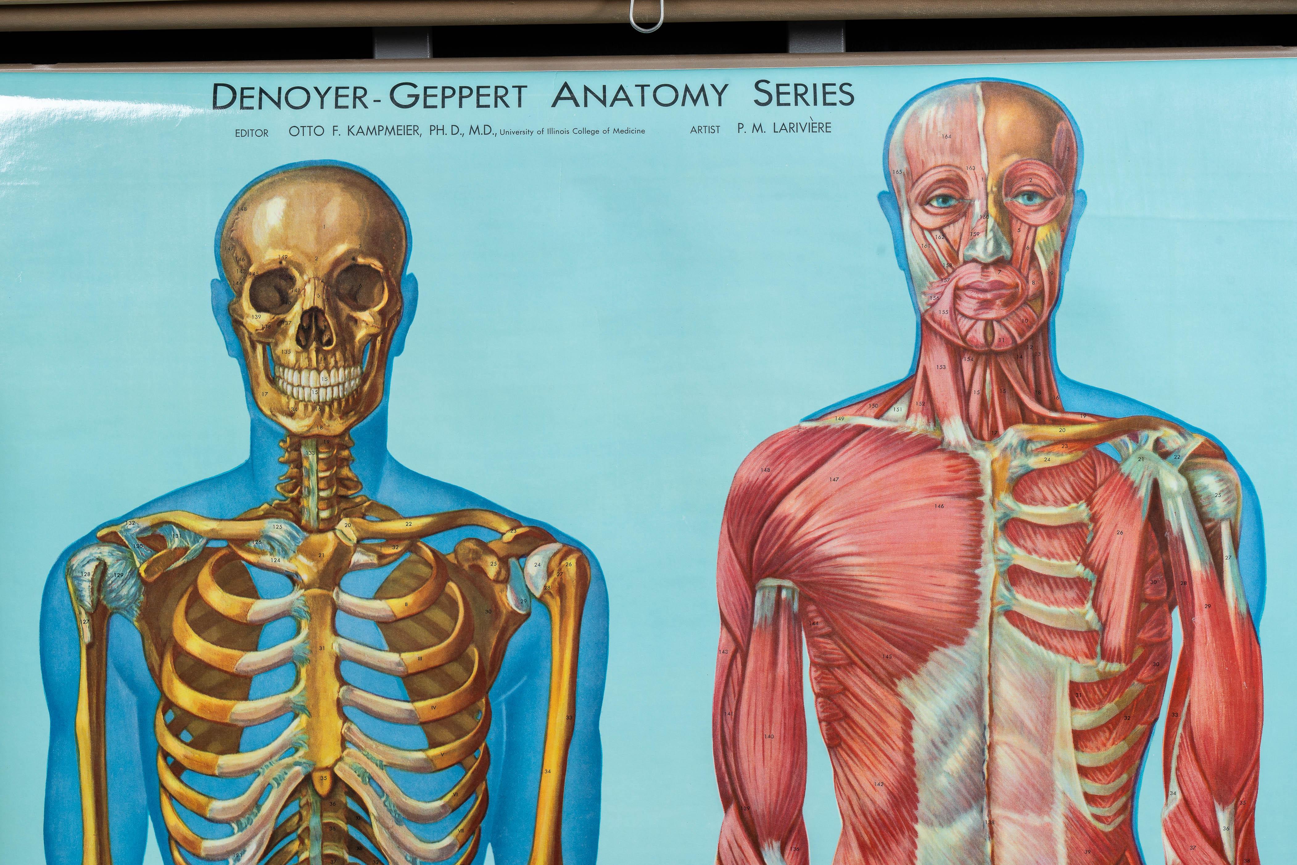 Plastique Support à cartes vintage avec quatre cartes d'anatomie Denoyer-Geppert en vente