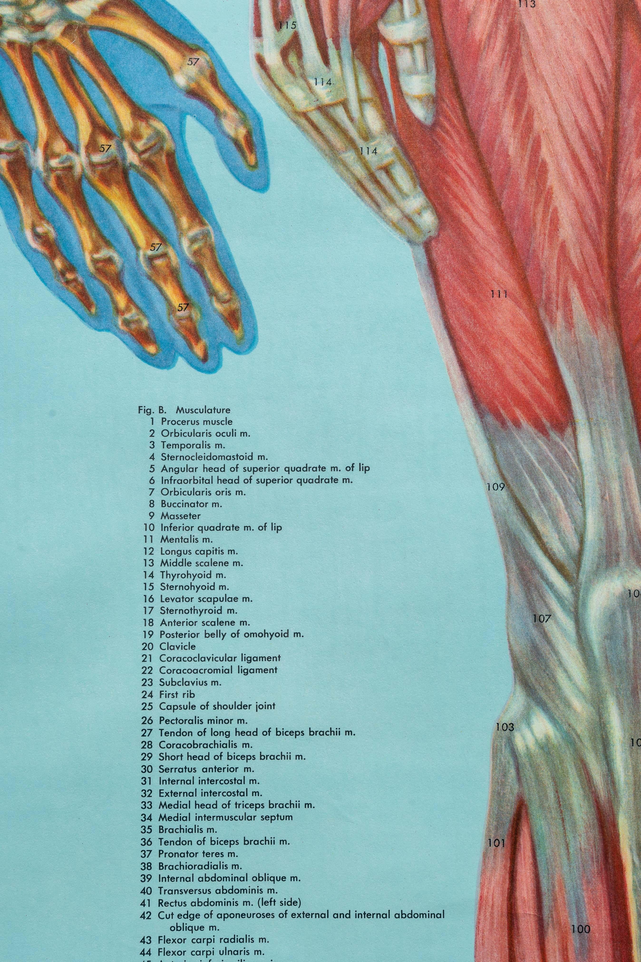 Support à cartes vintage avec quatre cartes d'anatomie Denoyer-Geppert en vente 1