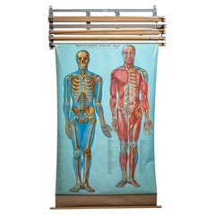 Portacartografie d'epoca con quattro carte anatomiche Denoyer-Geppert