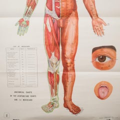 Vintage Chinese Acupuncture Posters c.1976