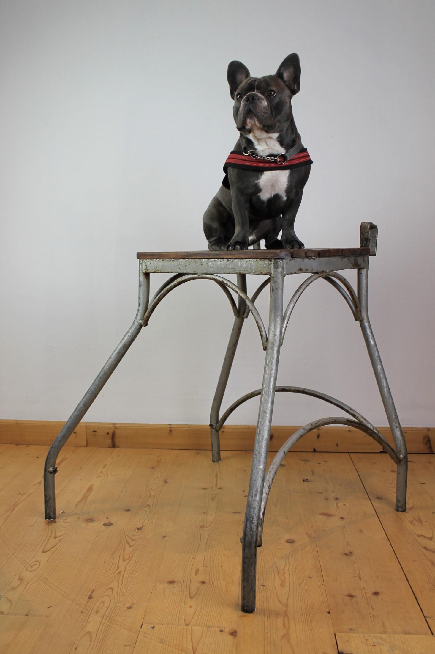 Vintage circus stand. 
This stand was used in the circus to do acts with animals like lions, tigers or other animals. 
It's made of iron with wooden top and dates circa 1950s. 
Wood is probably renewed through the years. 

It's a large stand