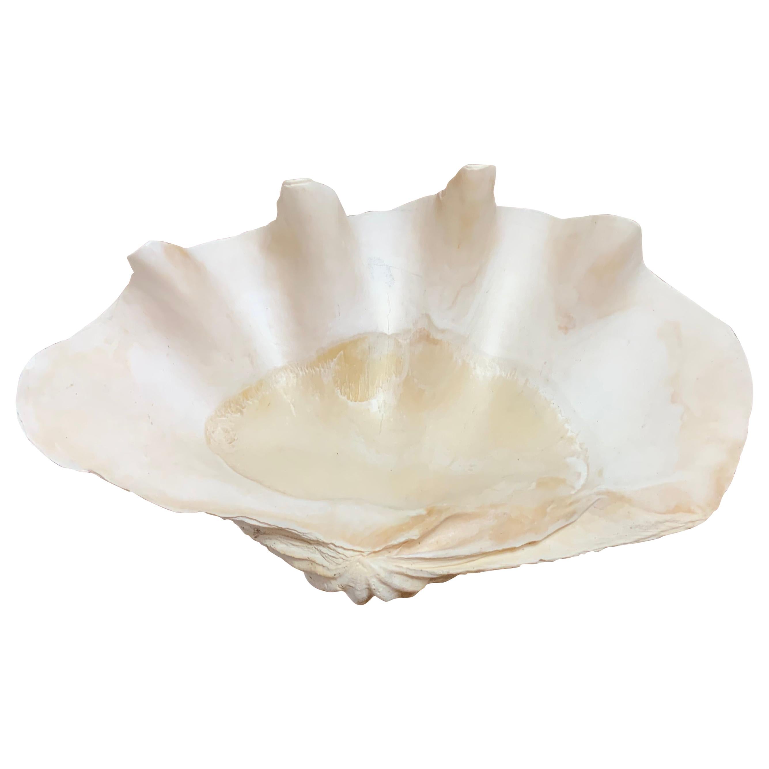 Vintage Clam Shell