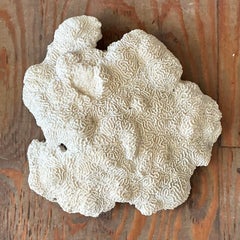 Vintage Coastal Brain Coral