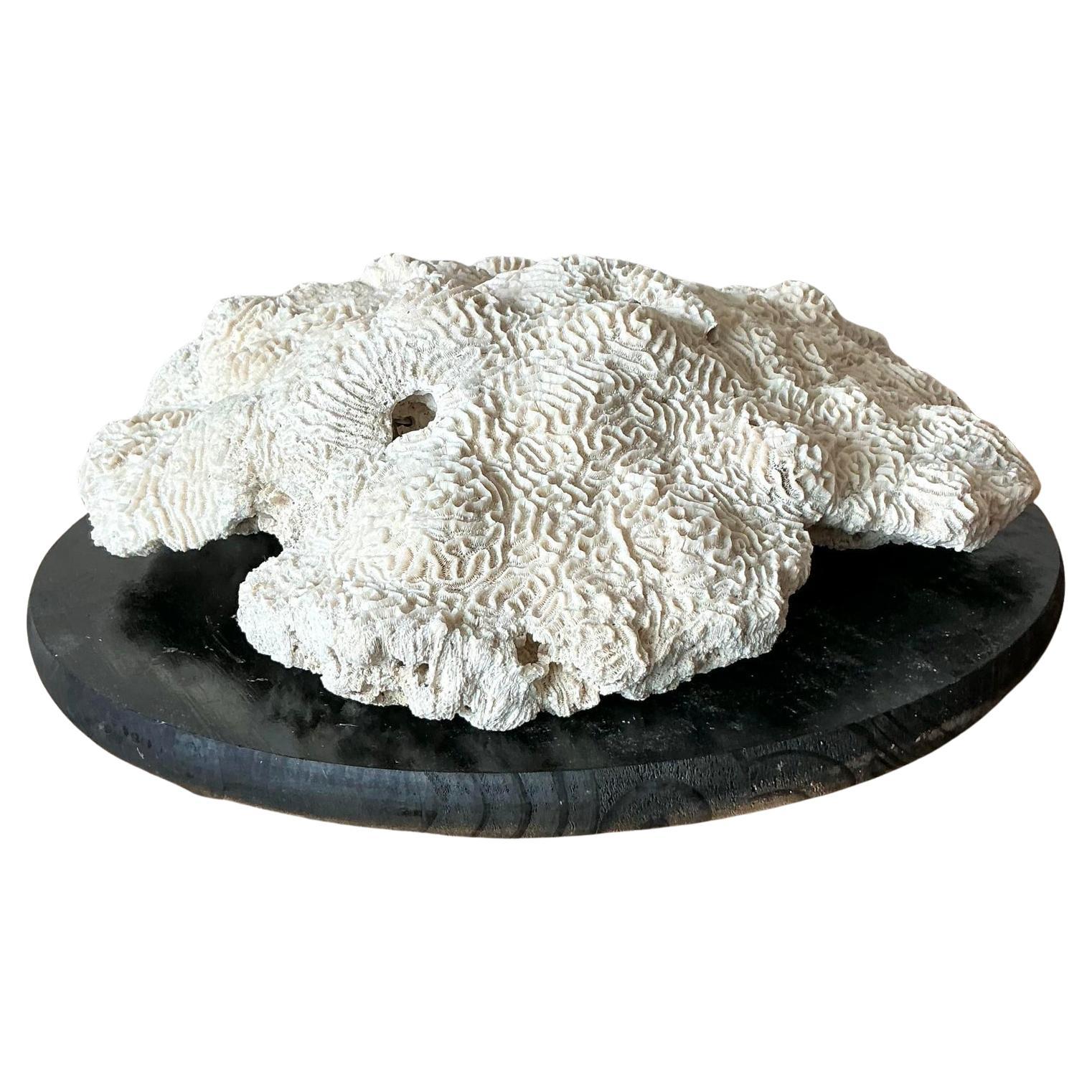 Vintage Coastal Brain Coral