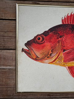 Vintage Coastal Folk Art Painting – Framed Fish Study Painting of a Rockfish